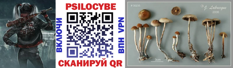 купить закладку  Благовещенск  Псилоцибиновые грибы Magic Shrooms 